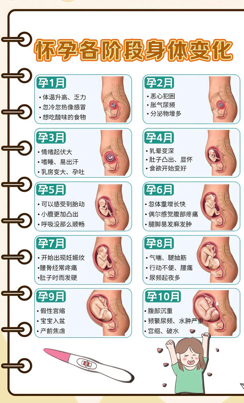 揭秘供卵代孕妈妈怀孕小腹分两节，孕期变化的奥秘石嘴山代生机构: